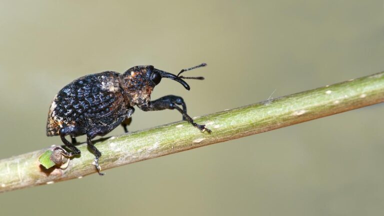 Protecting Your Property: Safeguarding Against Weevil Damage