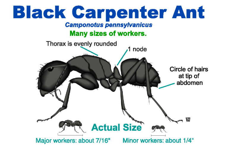 Understanding Carpenter Ants: Behavior, Habitat, and Risks