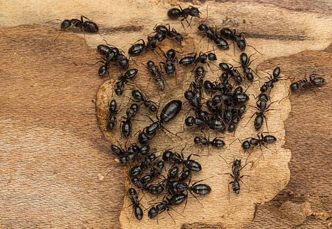 Common Misconceptions About Carpenter Ants Debunked