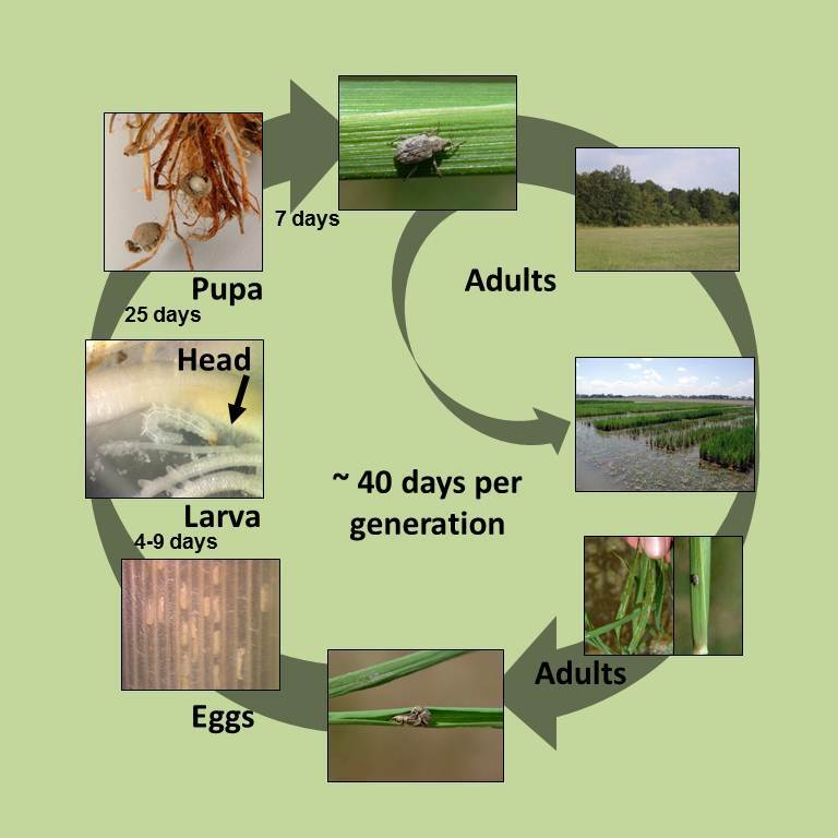 Exploring Weevil Life Cycles: Insights and Lessons