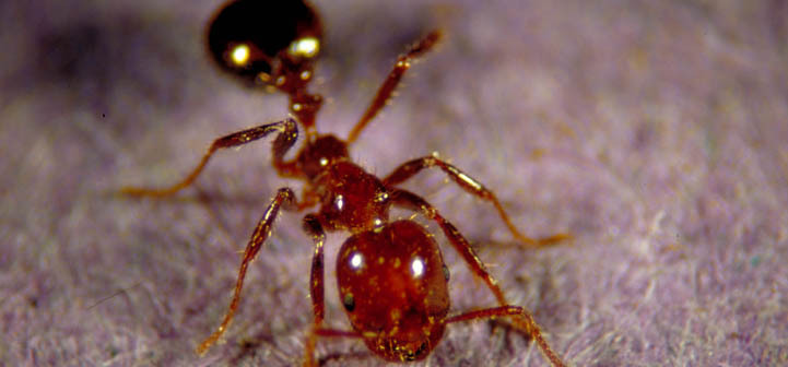 A Step-by-Step Guide to Argentine Ant Control