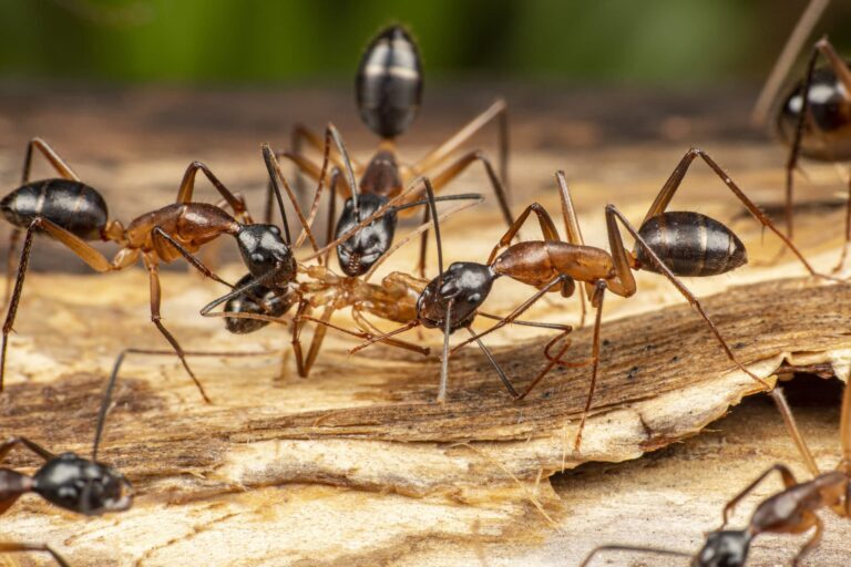 Natural Remedies for Carpenter Ant Control