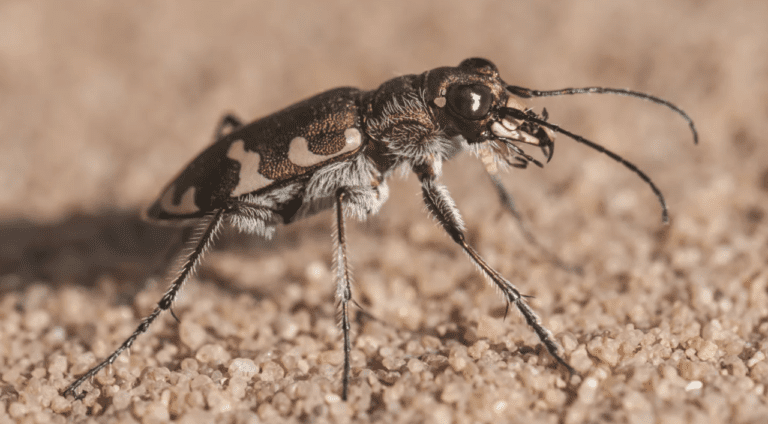 Debunking Weevil Myths: Separating Fact from Fiction