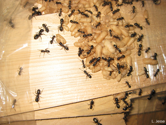 How to Identify Carpenter Ant Nests in Your Home