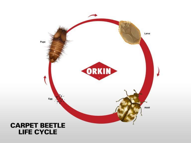 Understanding Carpet Beetles: Behavior, Habitats, and Life Cycles