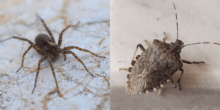 Uncovering the Harmful Consequences of Spider Beetle Infestations