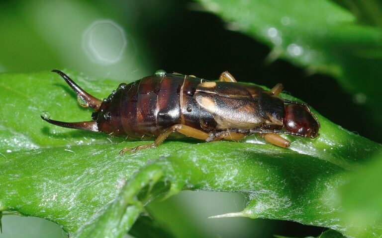 Dealing with Earwigs: Effective Pest Control Strategies