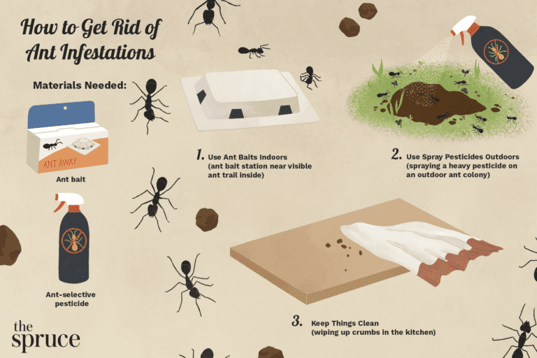 Fire Ants in the House: How to Keep Them Out and Eliminate Indoor Infestations