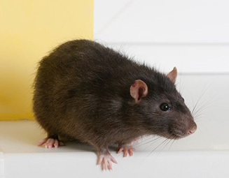 Dealing with Brown Rats: Effective Pest Control Methods