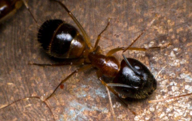 Understanding Odorous House Ants: Insights from Pest Control Experts