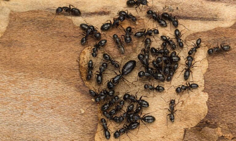 First-Hand Encounters: Battling Odorous House Ant Infestations