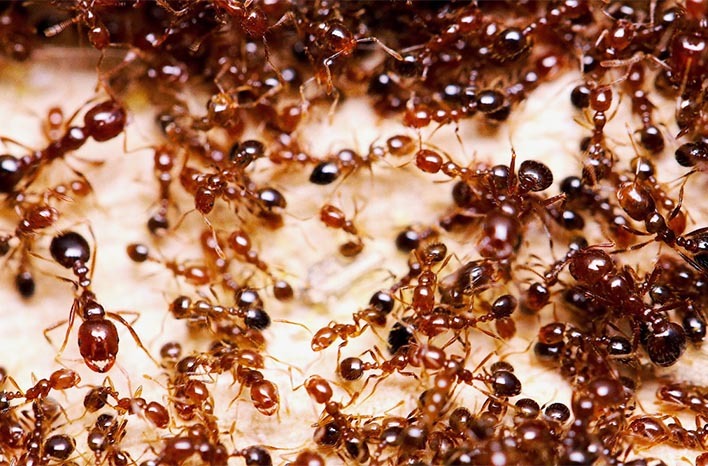 Fire Ants in Agricultural Settings: Impact on Crops and Pest Management
