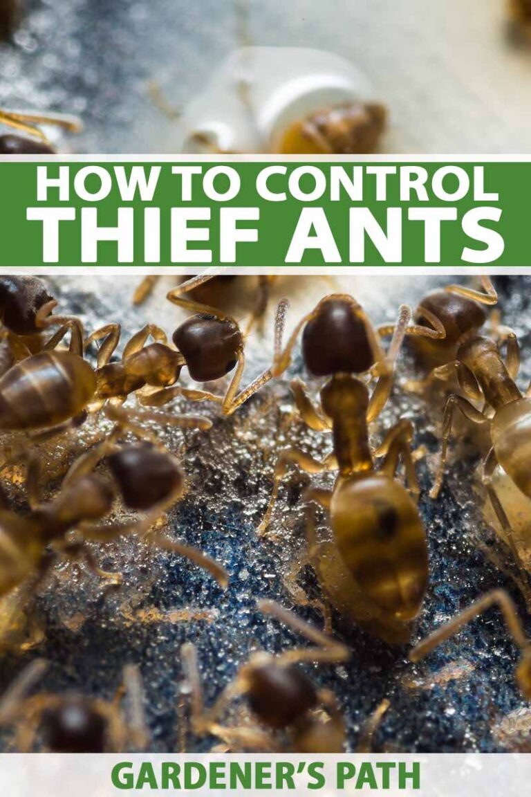 Thief Ants in Your Kitchen: How to Prevent and Eliminate Their Presence