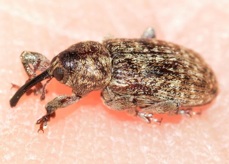 First-Hand Experiences: Battling Weevil Infestations