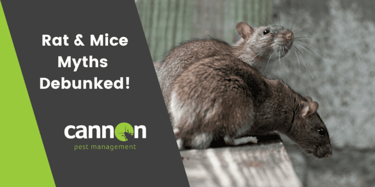 Debunking Cotton Rat Myths: Common Misconceptions Busted