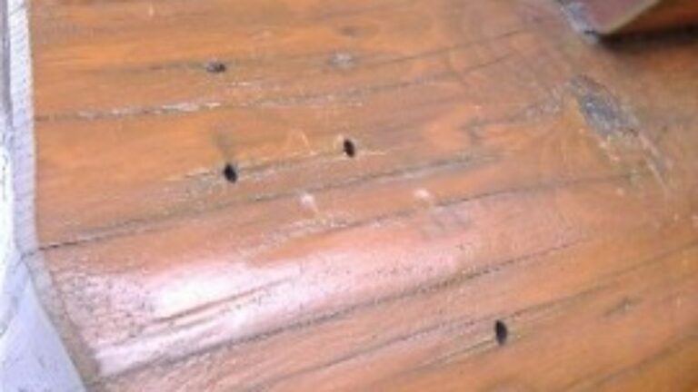Woodworm Control in Log Cabins and Wooden Homes