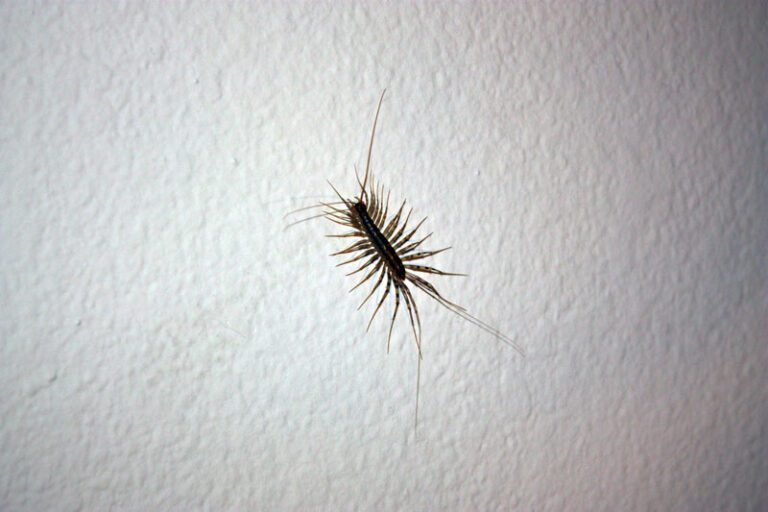 Battling House Centipedes: Practical Strategies for Homeowners