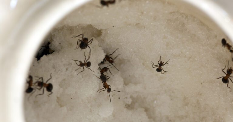 The Impact of Odorous House Ants on Your Health: Risks and Precautions