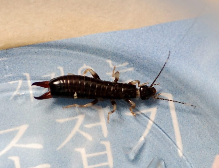Common Entry Points: Preventing Earwigs from Invading Your Home