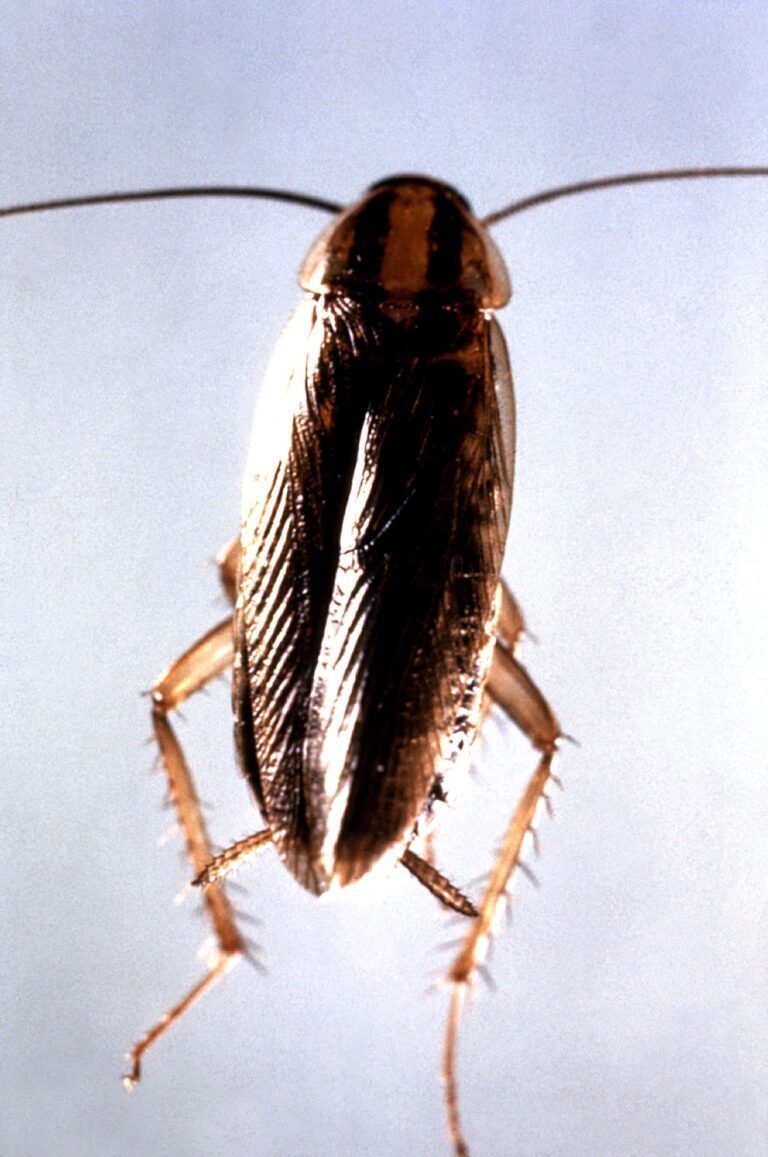 The Lesser-Known Dangers of German Cockroaches: Insights and Strategies