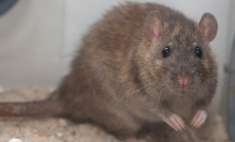 The Life Cycle of Brown Rats: From Birth to Maturity