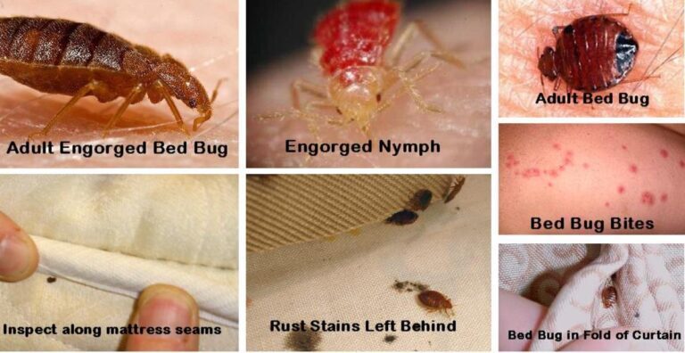 Bed Bugs and Travel: What to Do if You Encounter Them