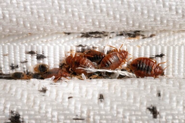 How to Inspect Your Home for Bed Bugs: A Step-by-Step Guide