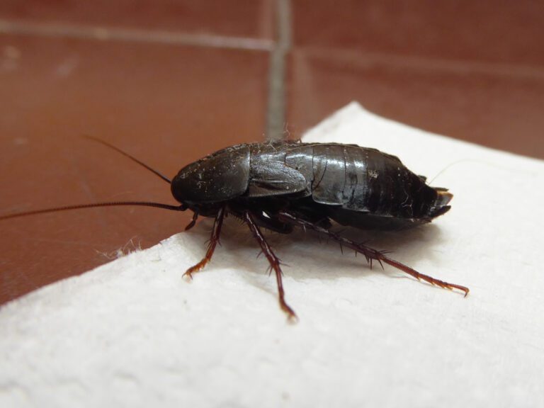 The Human Perspective: How Oriental Cockroaches Affect Daily Life and Well-Being