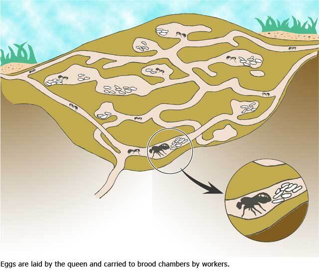 The Life Cycle of Fire Ants: From Eggs to Mating and Colony Expansion