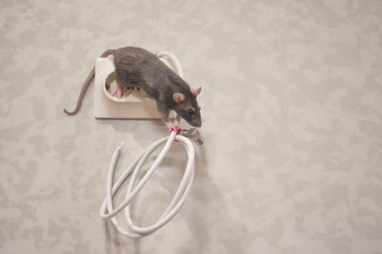Brown Rats and Property Damage: How to Protect Your Belongings