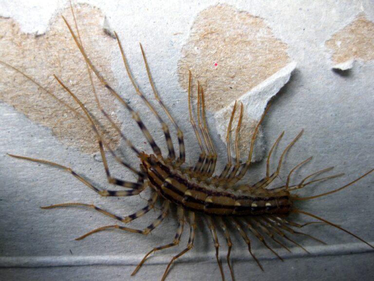 House Centipedes and Allergies: Identifying Triggers and Finding Relief