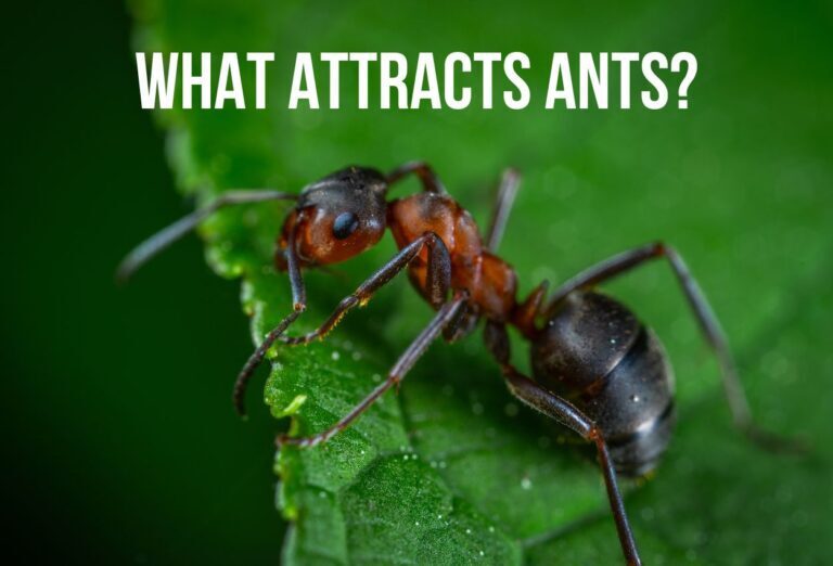 Thief Ants in the Garden: Protecting Your Plants from These Tiny Intruders