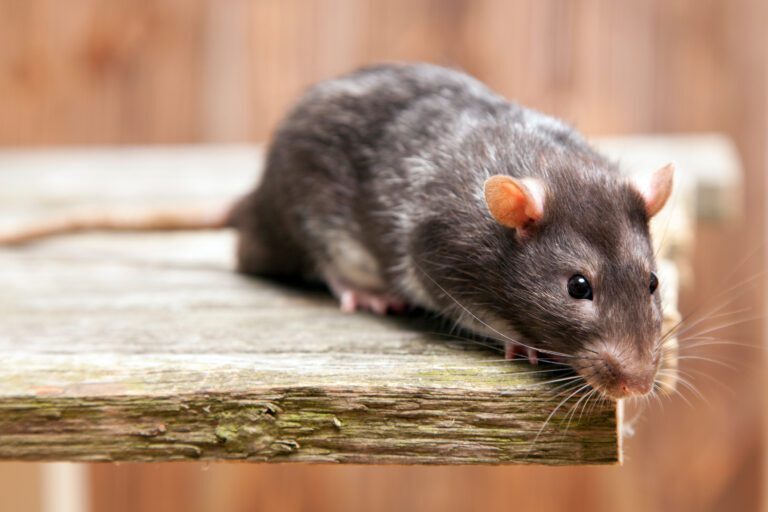 Brown Rats in Urban Environments: Challenges and Solutions