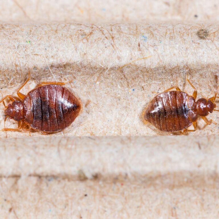 Protecting Your Belongings from Bed Bug Infestations