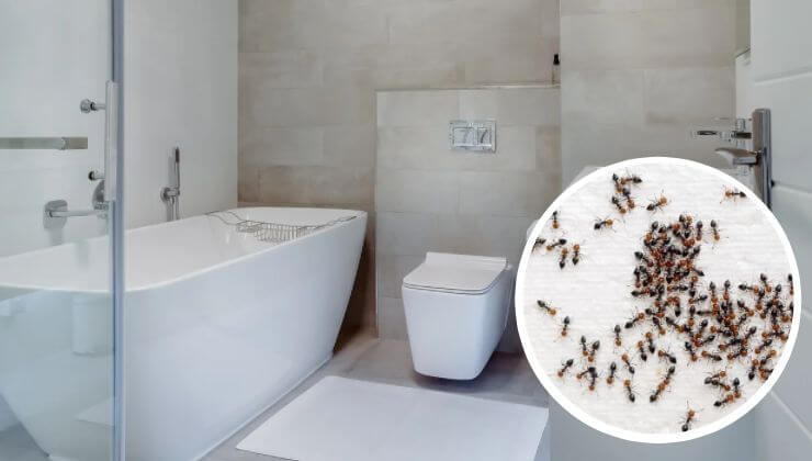 Thief Ants in the Bathroom: How to Eliminate and Prevent Their Presence
