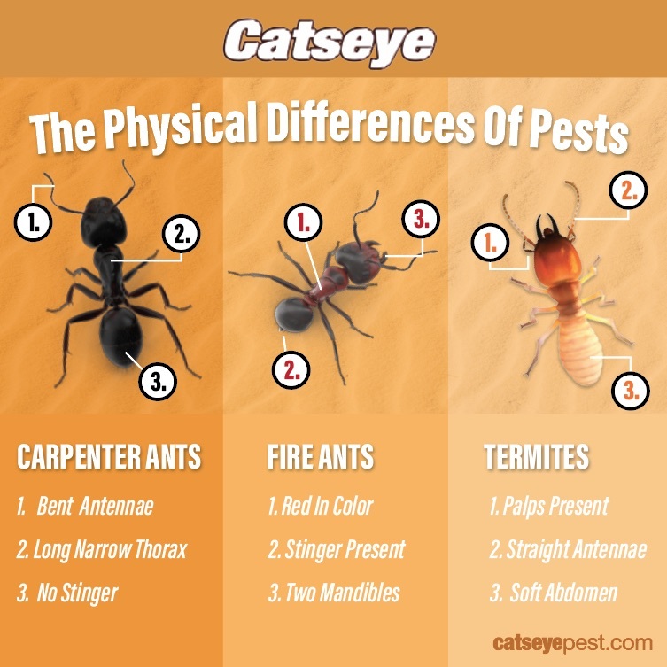 Signs of Carpenter Ant Damage and How to Address Them