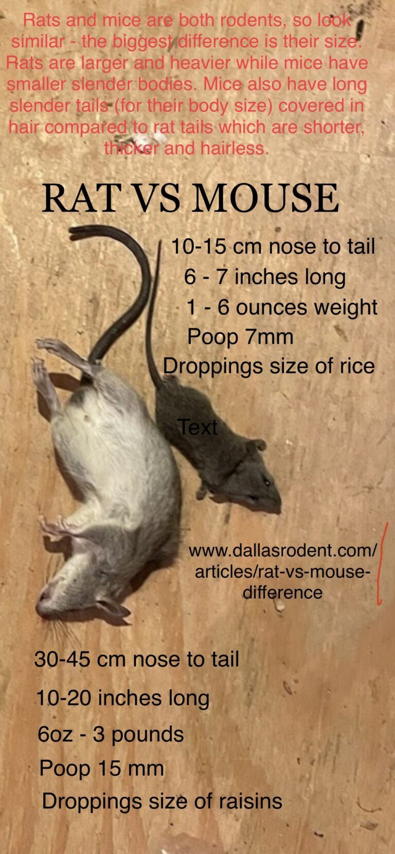 Brown Rats: Understanding Their Behavior and Habits