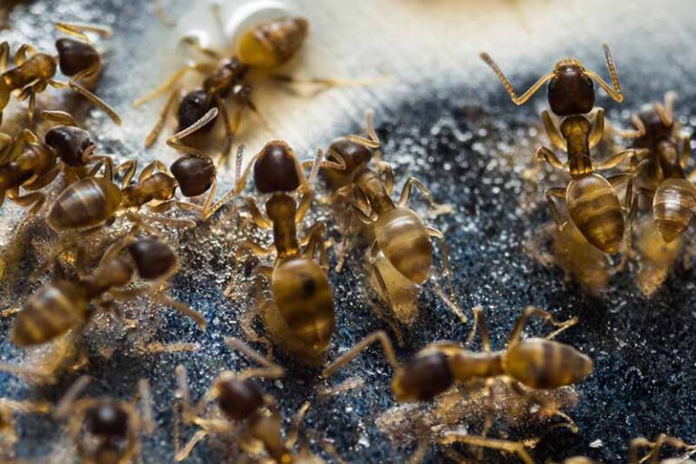 Dealing with Thief Ants in Multi-Family Residences: Tips for Property Managers
