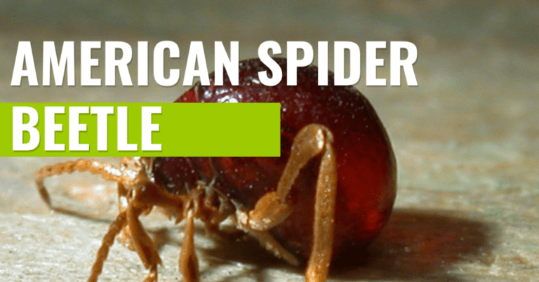 Spider Beetles in Your Home: How to Identify and Prevent Infestations
