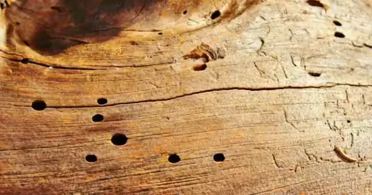 Woodworm Treatment for DIY Enthusiasts: Pros and Cons
