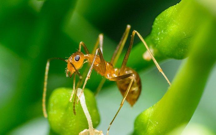 The Pharaoh Ant Invasion: Real-Life Experiences and Lessons Learned