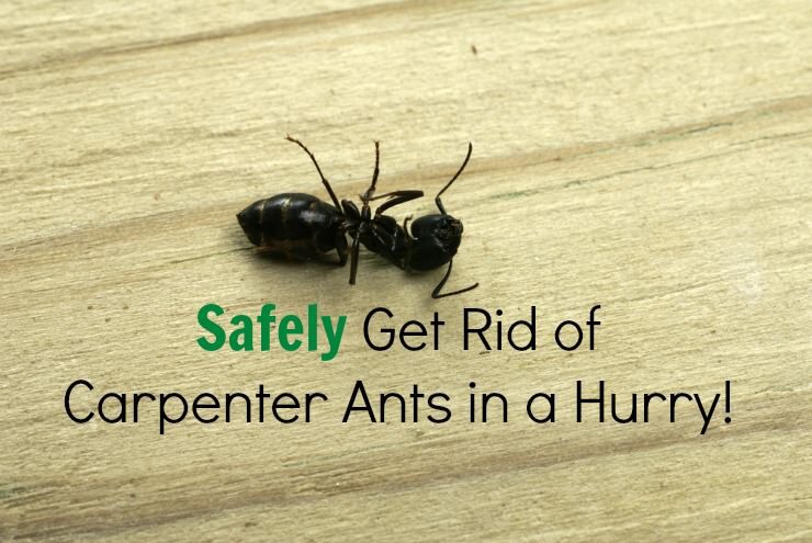 How to Safely Remove Carpenter Ants from Your Property