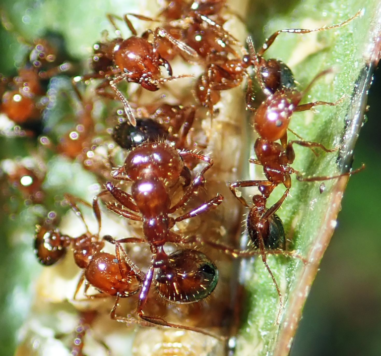 Fire Ants in Urban Environments: Challenges and Solutions