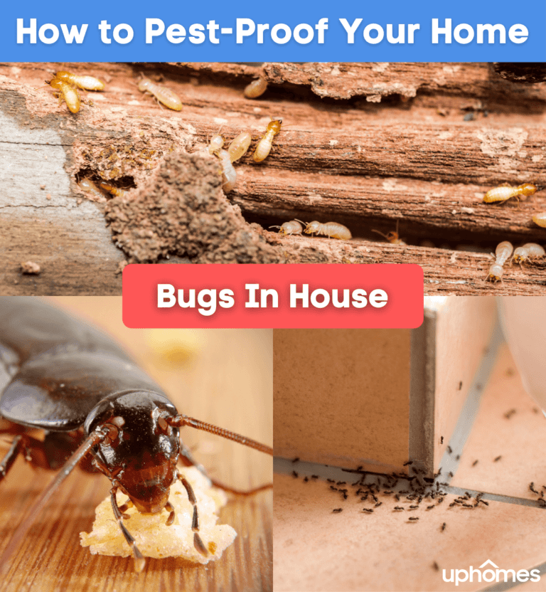 Spider Beetle Prevention: Steps to Keep Your Home Pest-Free