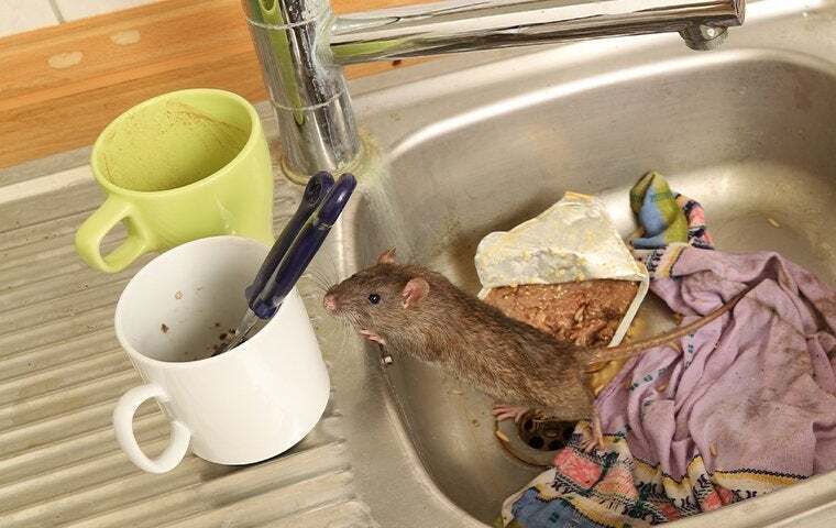 Brown Rat Prevention 101: Tips for a Pest-Free Home