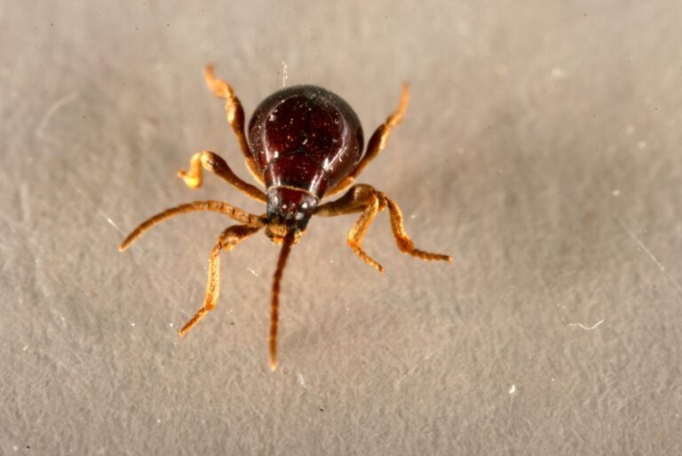 Common Spider Beetle Species: A Comprehensive Overview