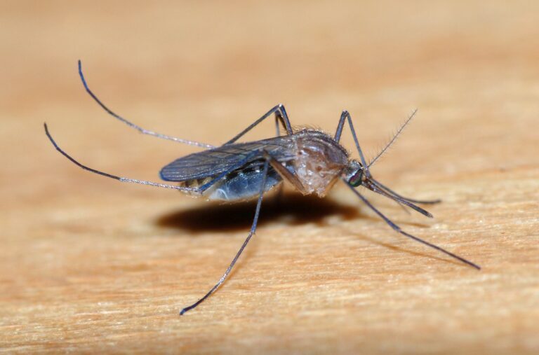 Mosquitoes: The Silent Threat to Your Health