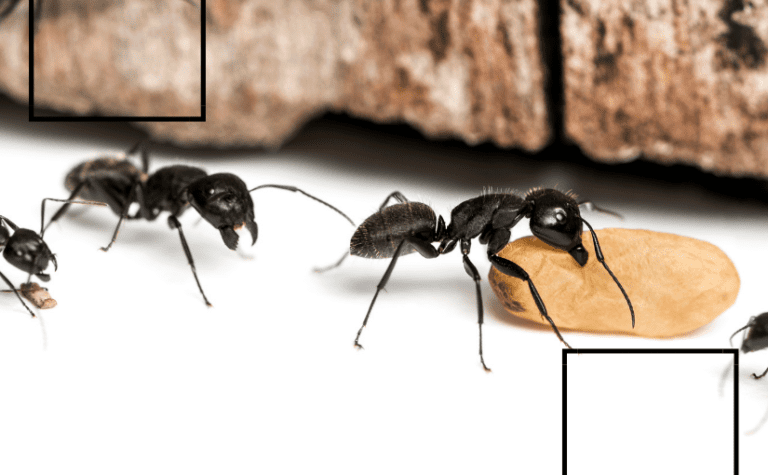 Effective DIY Solutions for Carpenter Ant Control