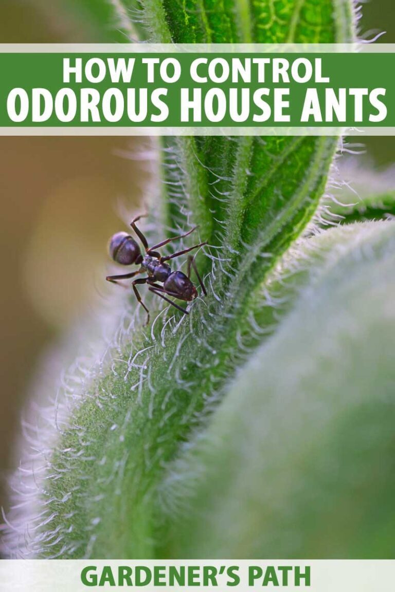 Creating an Inhospitable Environment: Preventive Measures against Odorous House Ants