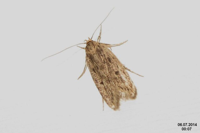18. How to Reclaim Your Space from Brown House Moths: Success Stories